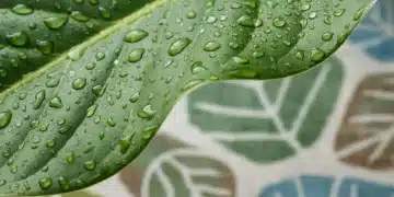 Hoja verde con gotas de agua, simbolizando frescura y moda sostenible de SHEIN Green.